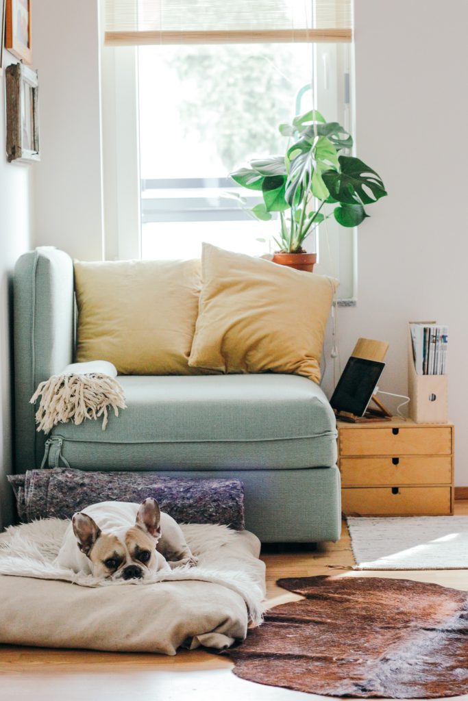 How To Find Pet-friendly Furniture In The UK