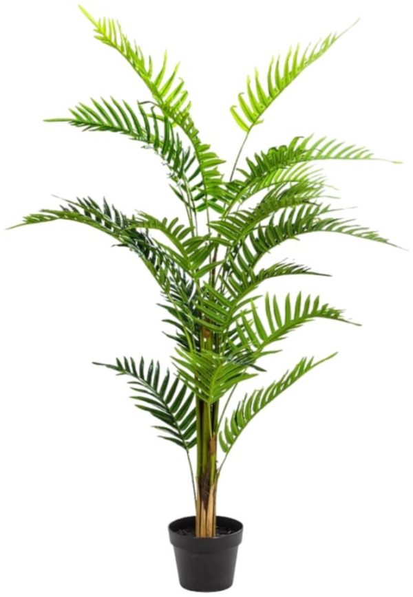 Ornamental Fern Tree in Black Pot