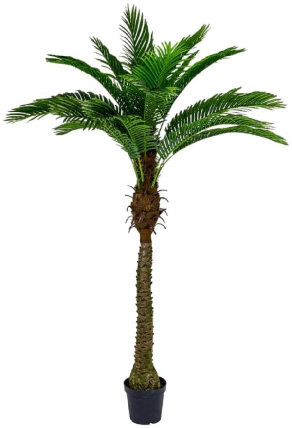 Ornamental Large Palm Tree in Black Pot